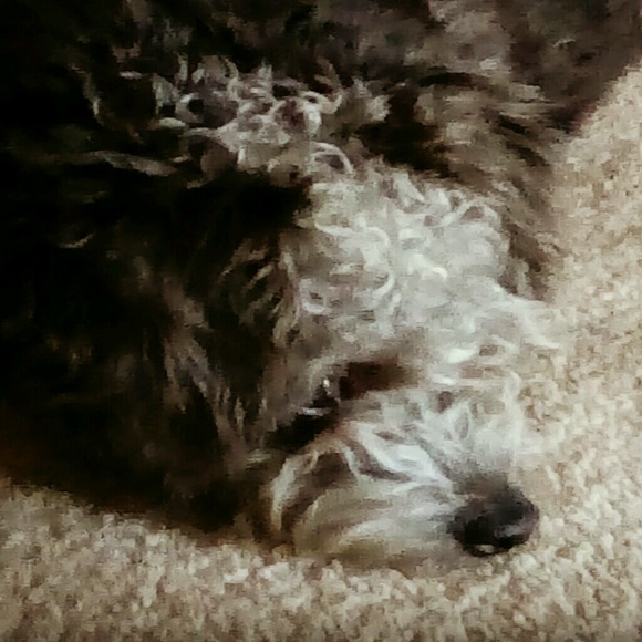 Meet your Posher, Anella - Picture 1 of 1